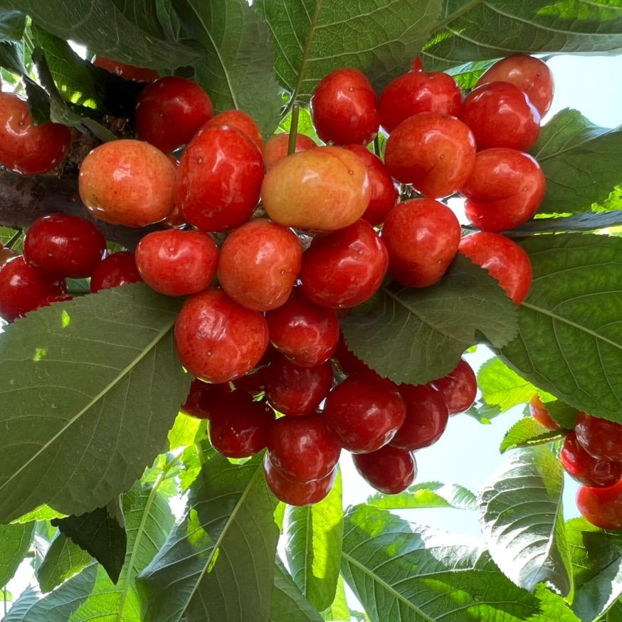 🍒海军樱桃采摘园🍒