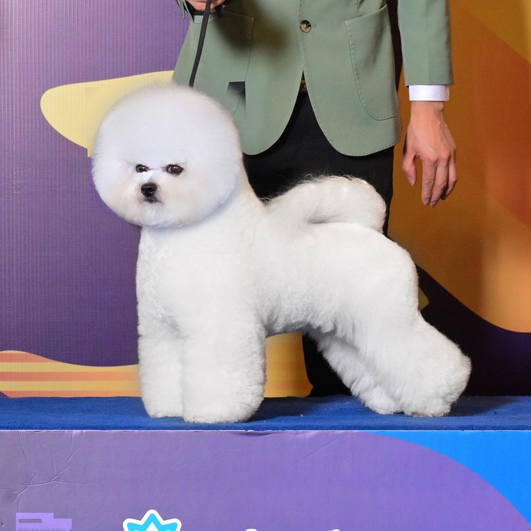 小亮家比熊