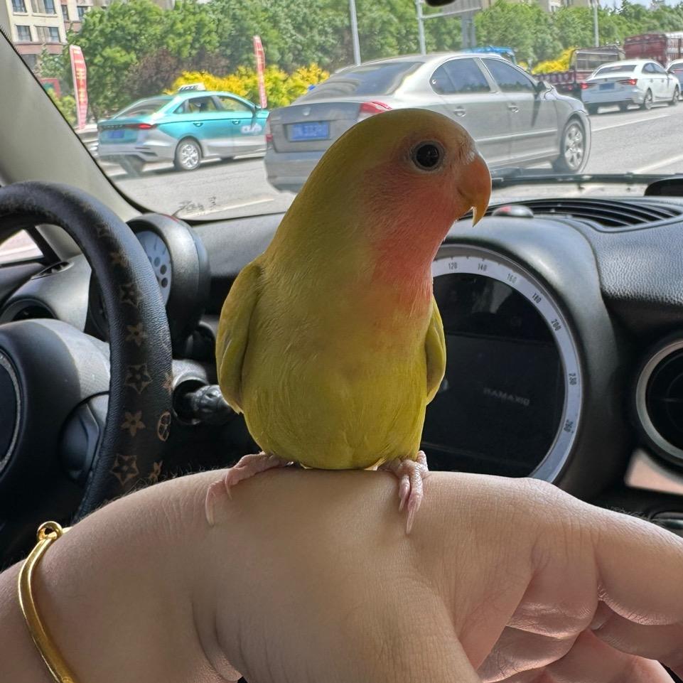 鹦鹉宝宝：小鸡