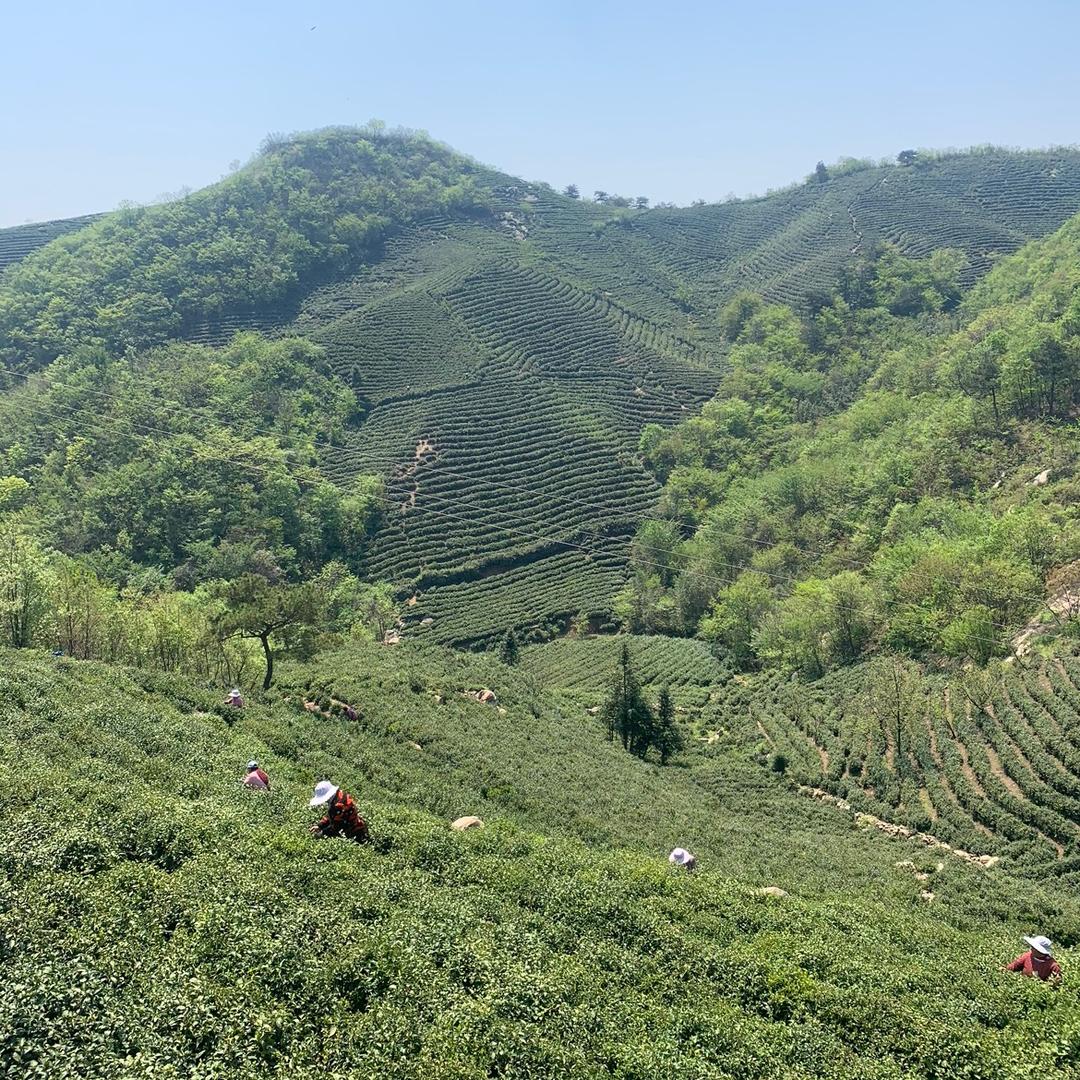 谭河茶叶旗舰店