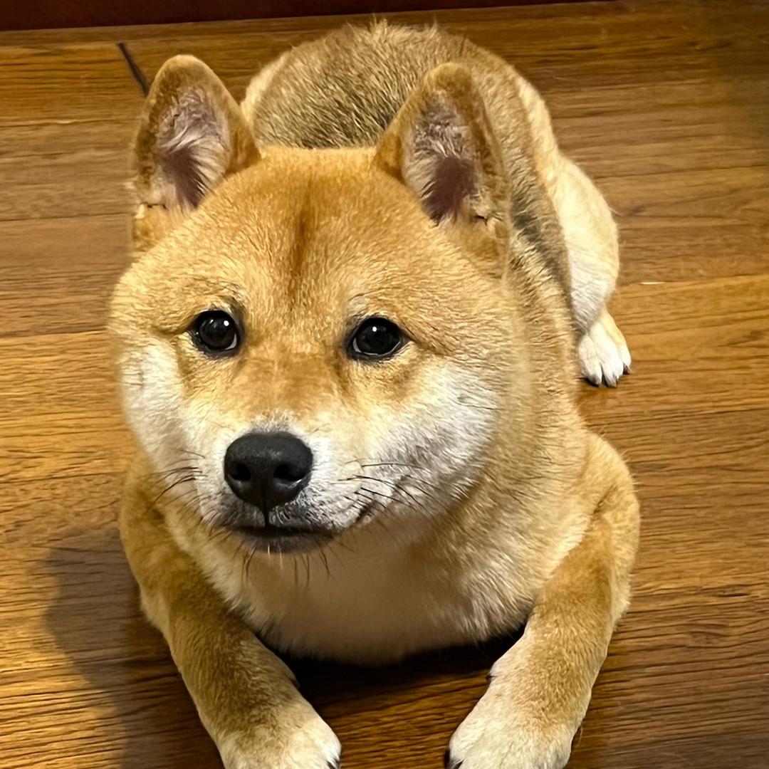 文良颜丑