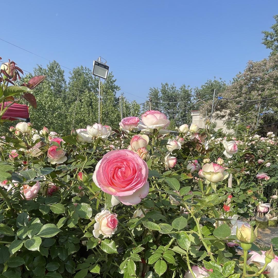 春语轩花卉园艺