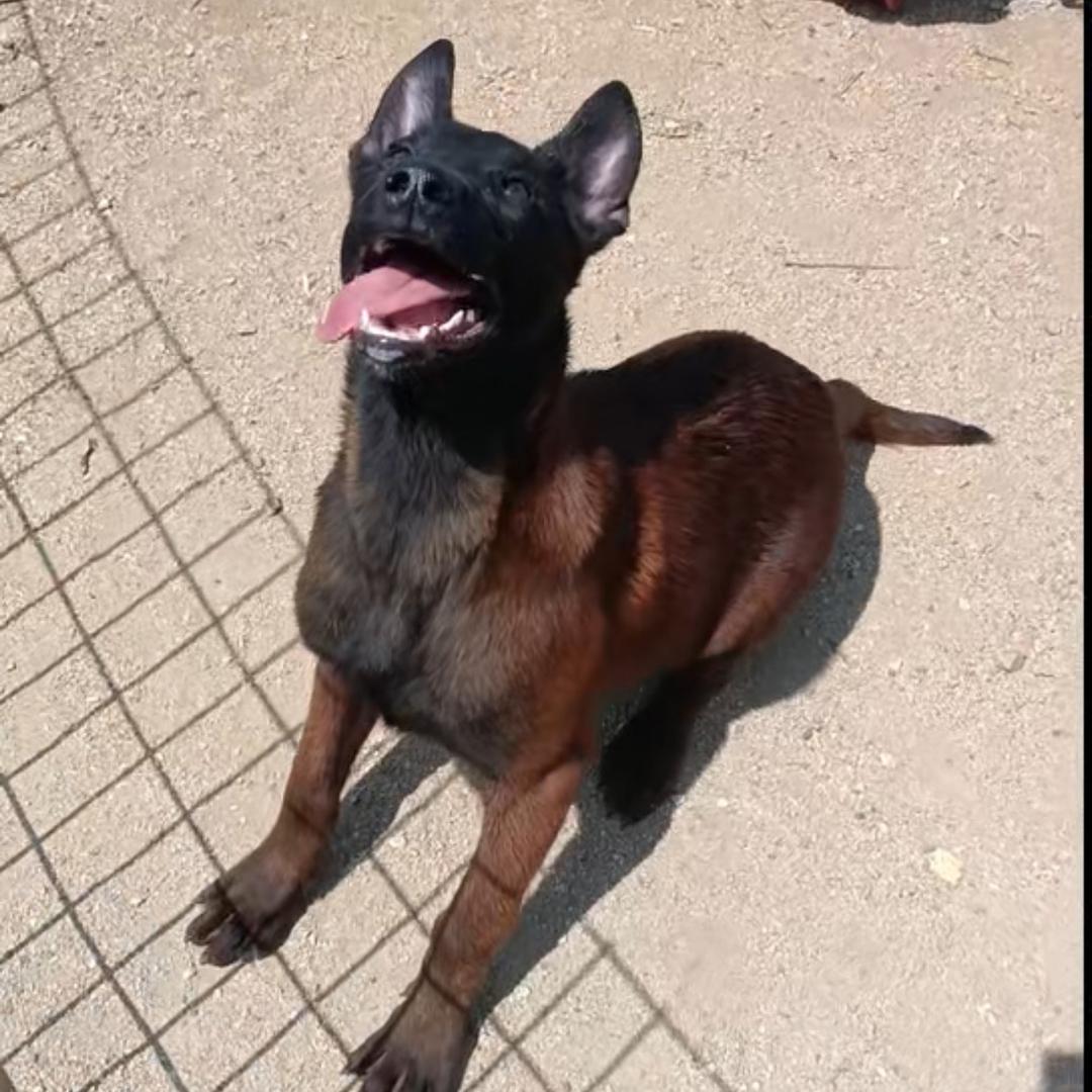 蓬莱小苹果马犬