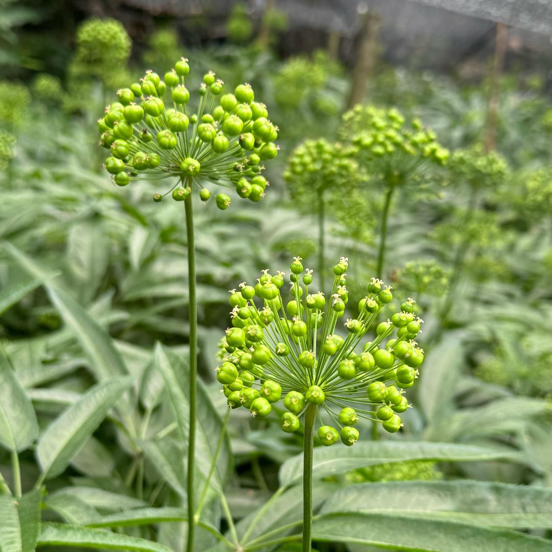 四川小鲁中药材种植基地