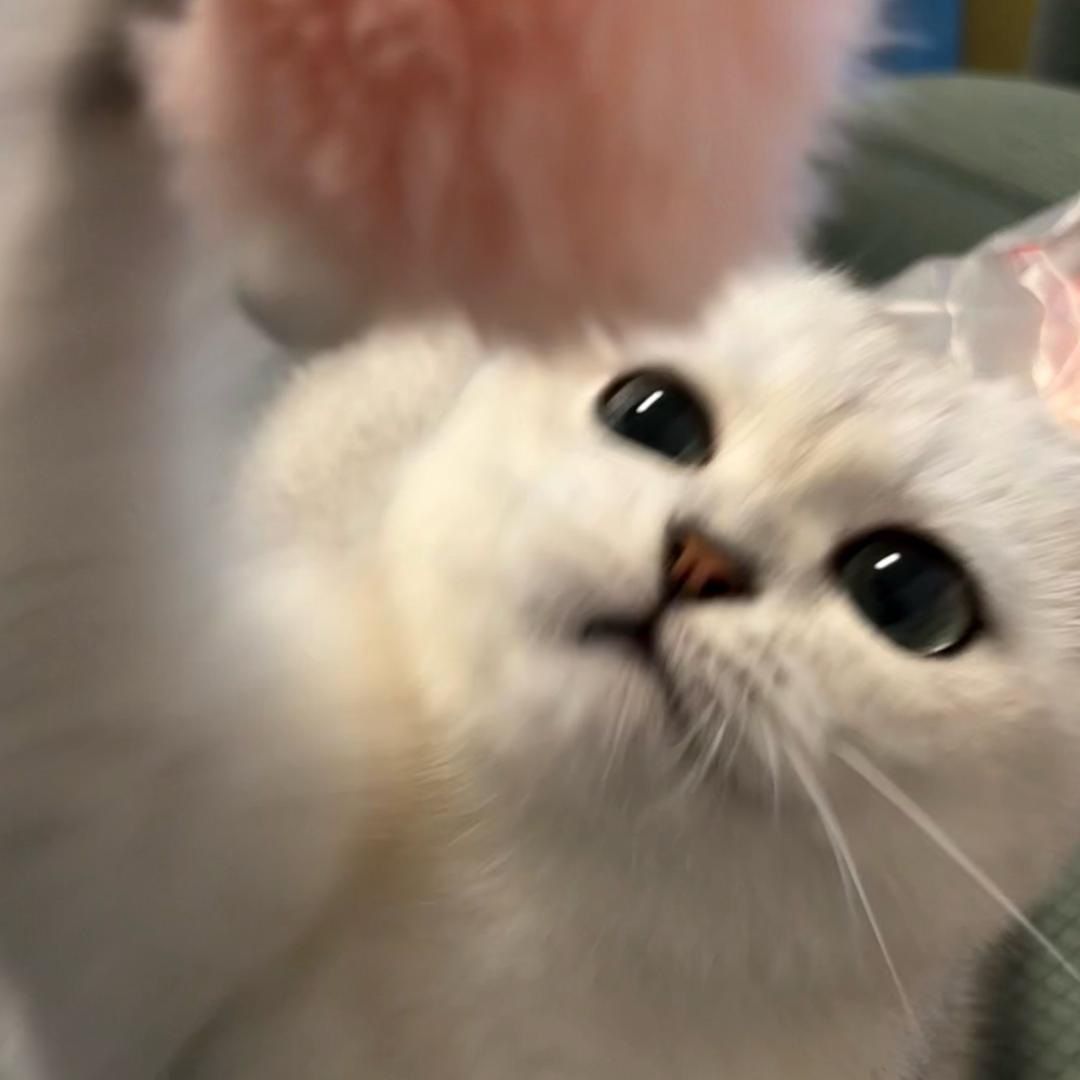 雯雯崽(｡･ω･｡)
