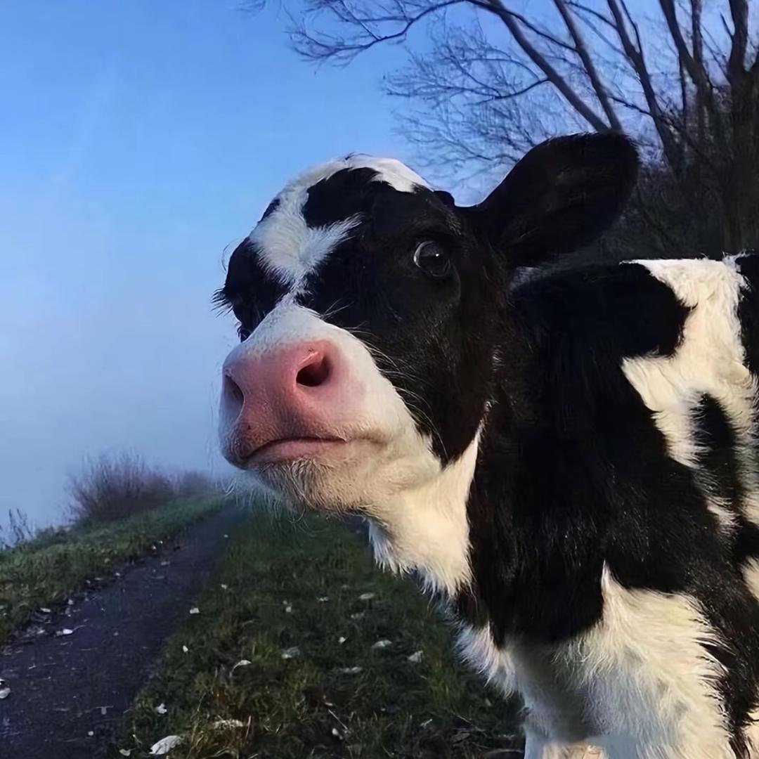小邹、