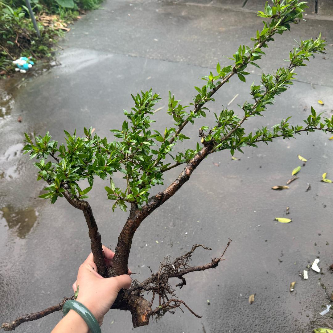 仙居大俞果园鲜果花卉好货店