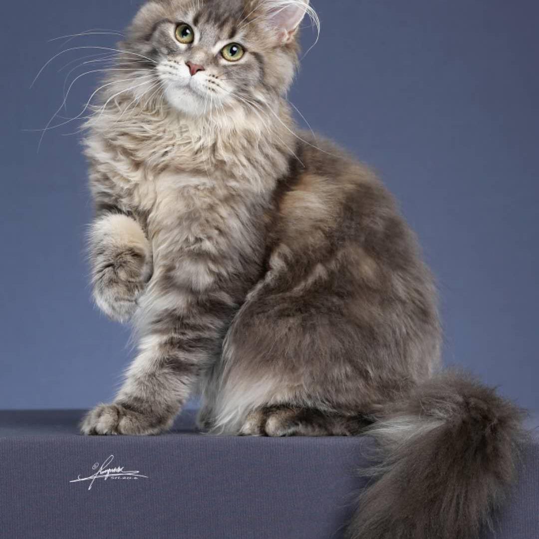 丹尼皇冠宠物（缅因猫/德文猫繁育人）