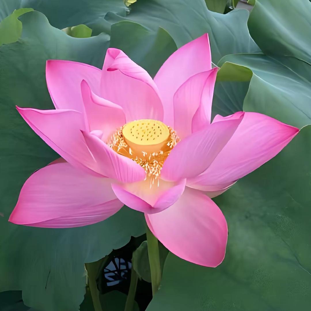 Xi Club Room营销经理