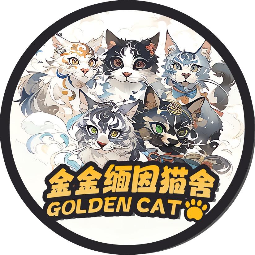 金金缅因猫