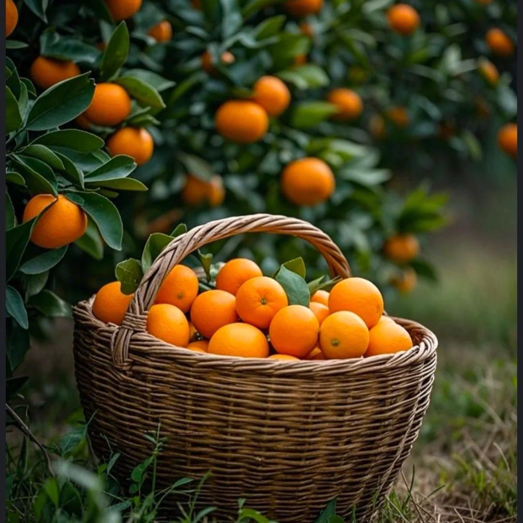 橘子超甜🍊