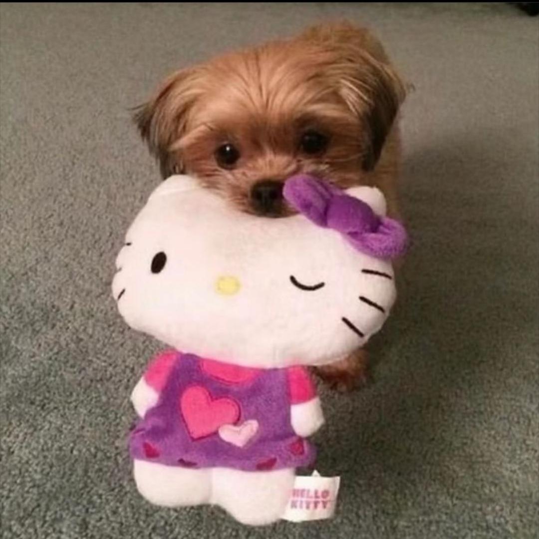 猪油炒蛋没有蛋