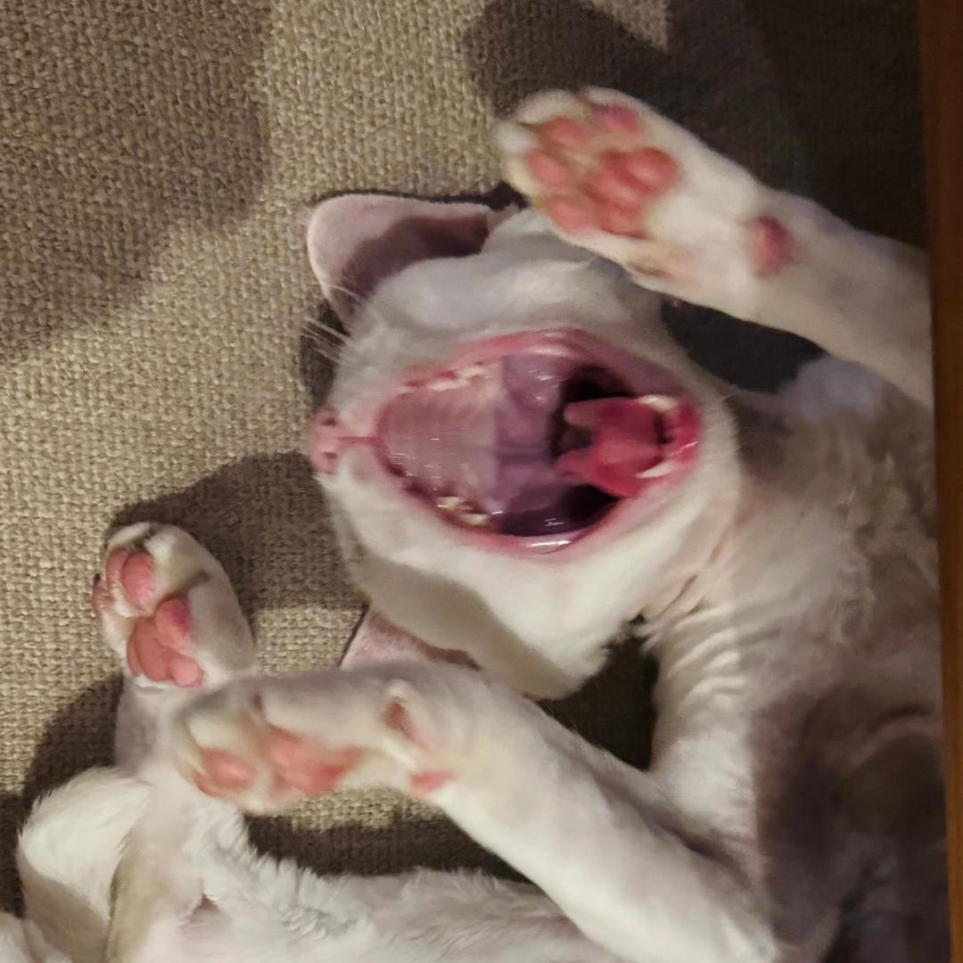 三本钩塞你括约肌里