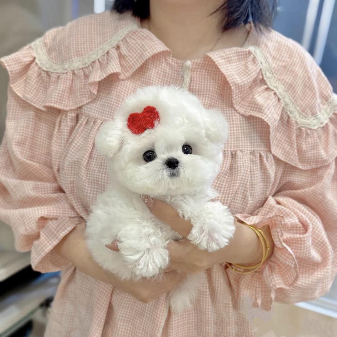 苏州爱宠小屋-卷卷熊