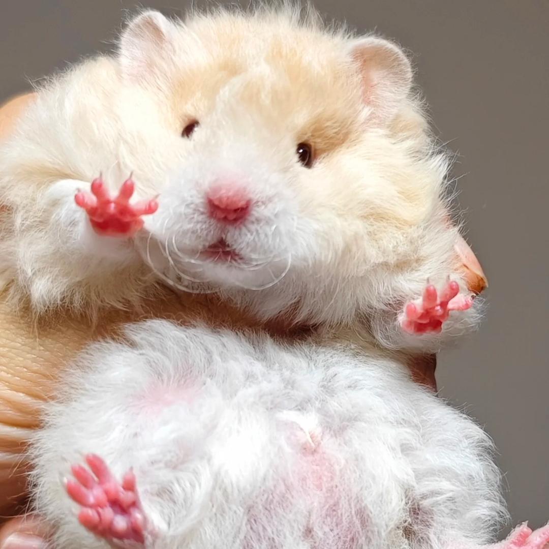 棉花糖糖熊舍-屁熊