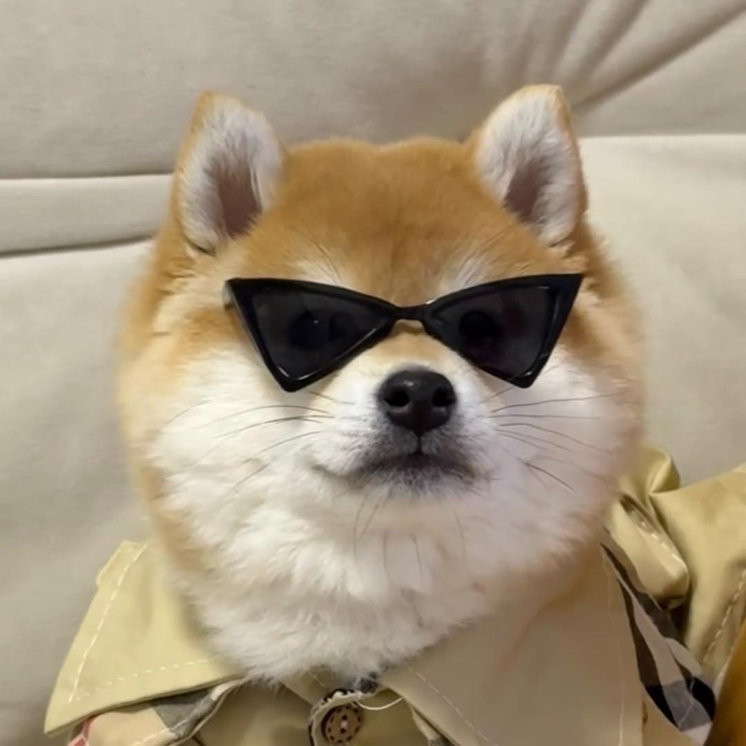 黄狗狗