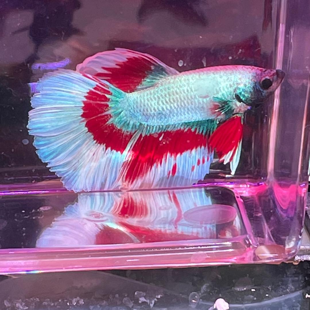 鱼的世界