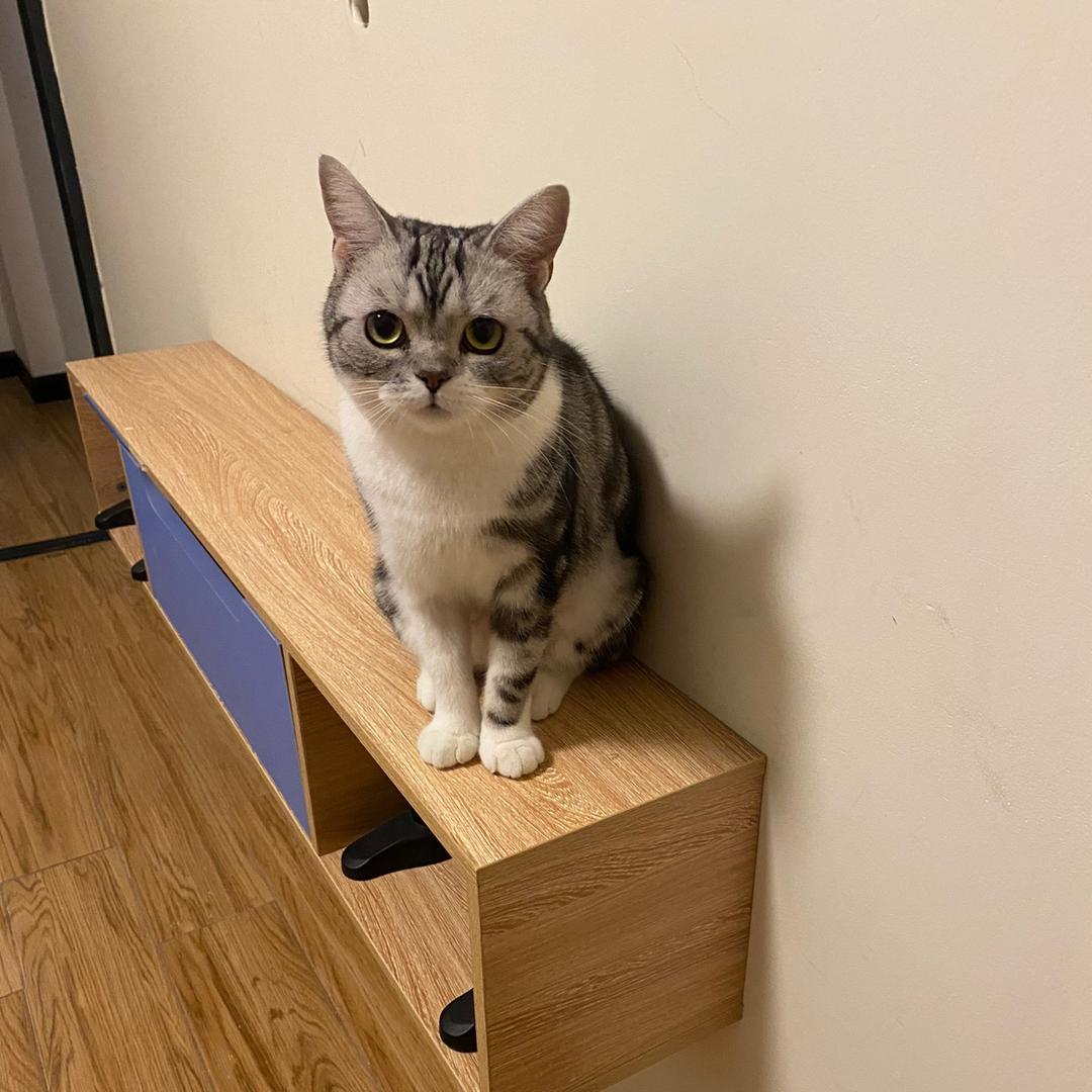 薯条是一坨喵🐱