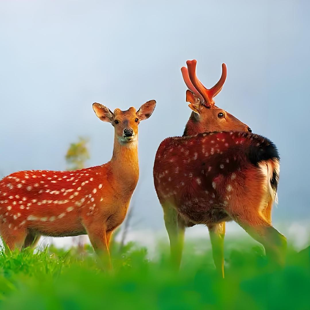 新疆梅花鹿养殖基地
