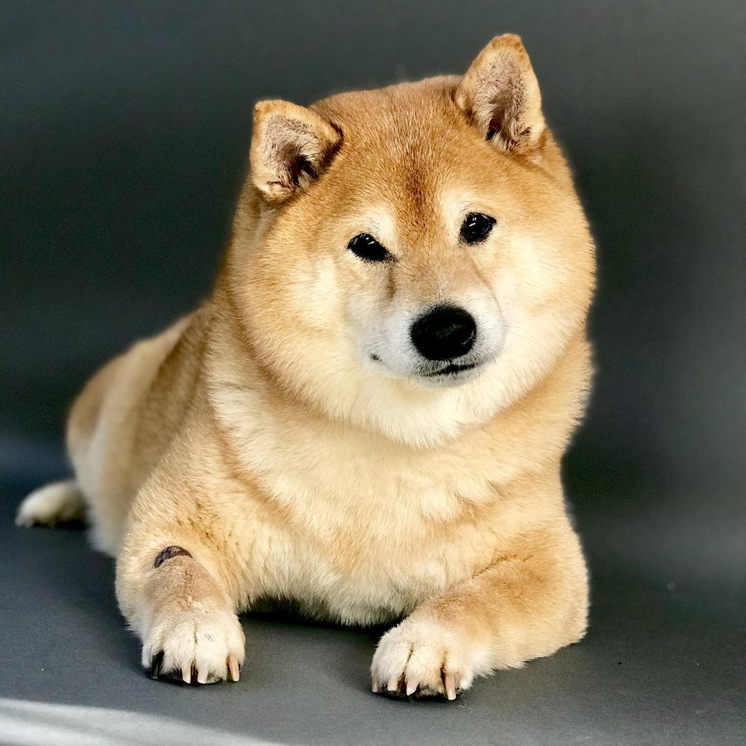 开斗Kaido小柴猪