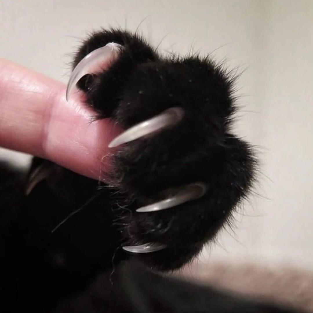 糯米纸