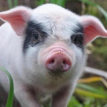 🐷老六