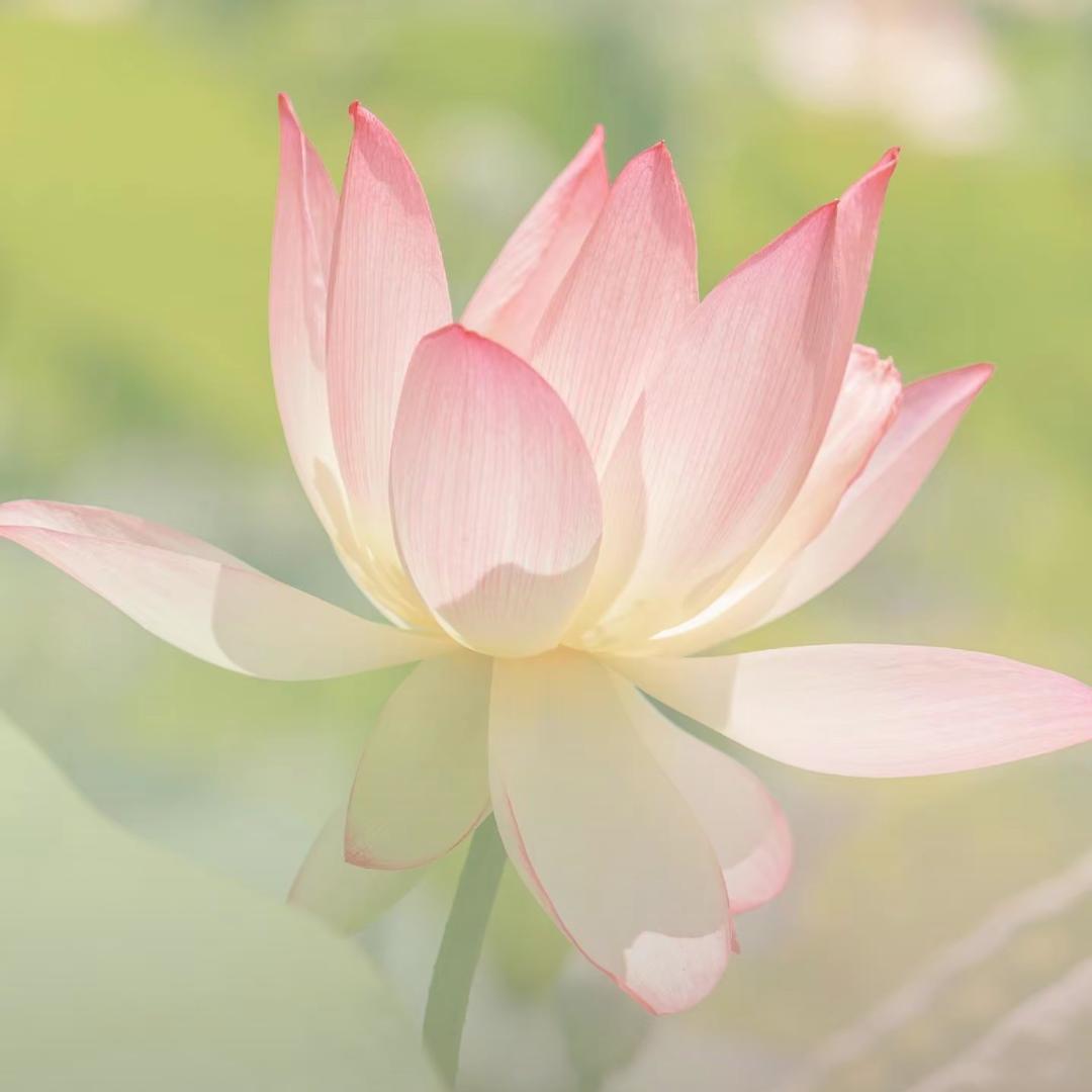 一颗小栗子