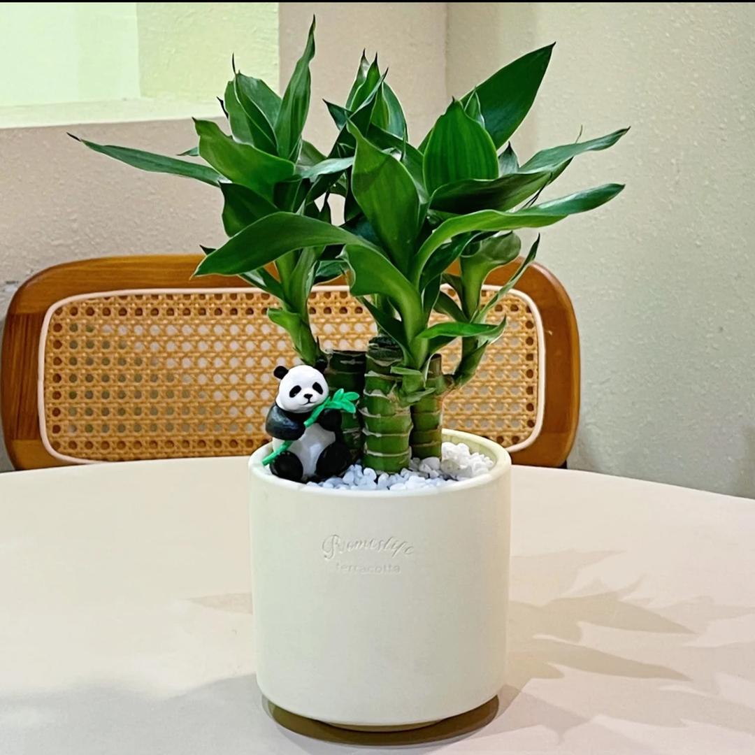 小土豆干辣椒🌶️