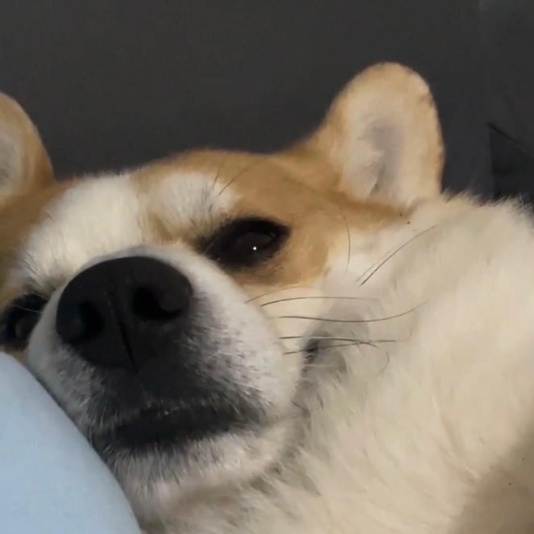 什么冻煤