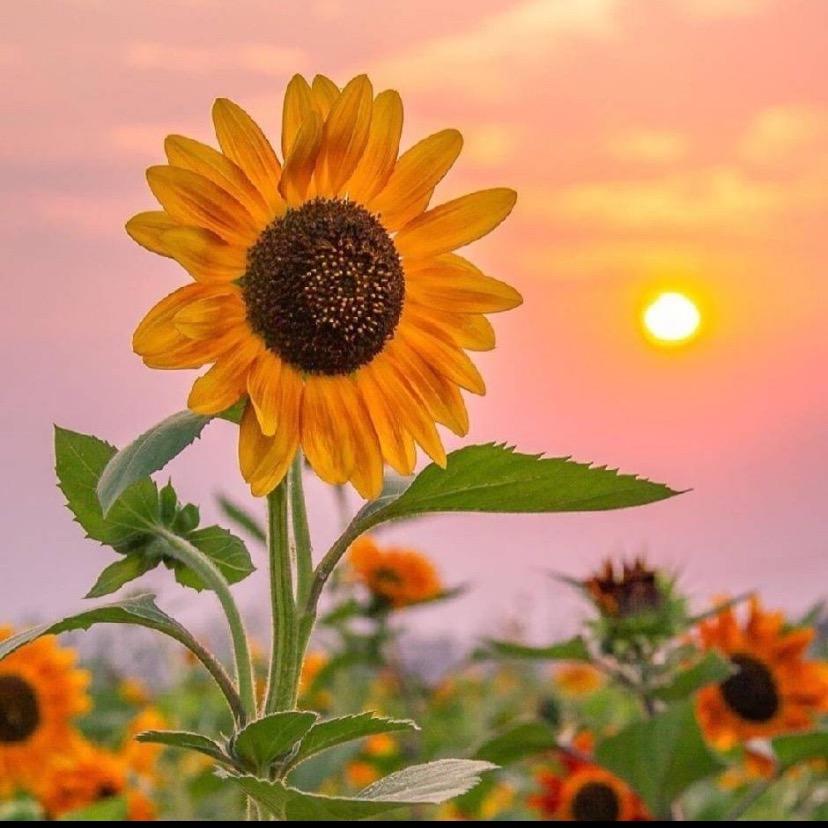 向日葵🌻🌻