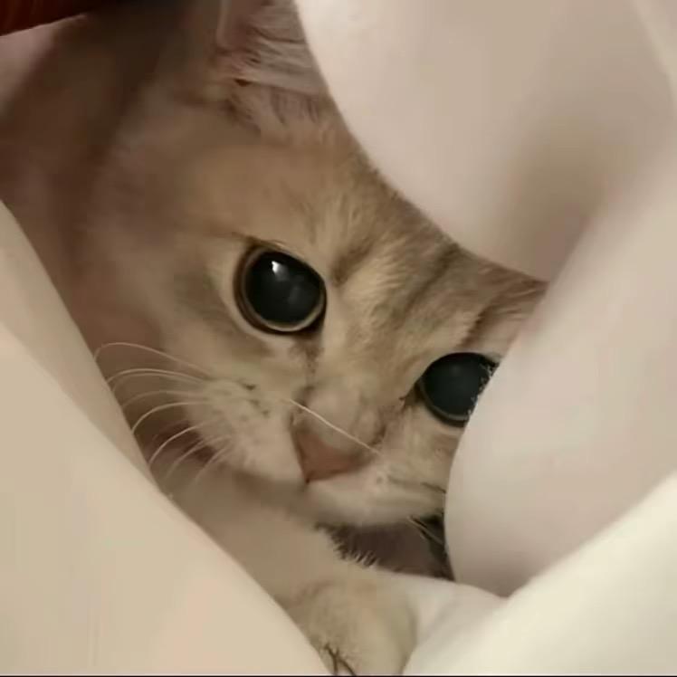 忧郁的广东人
