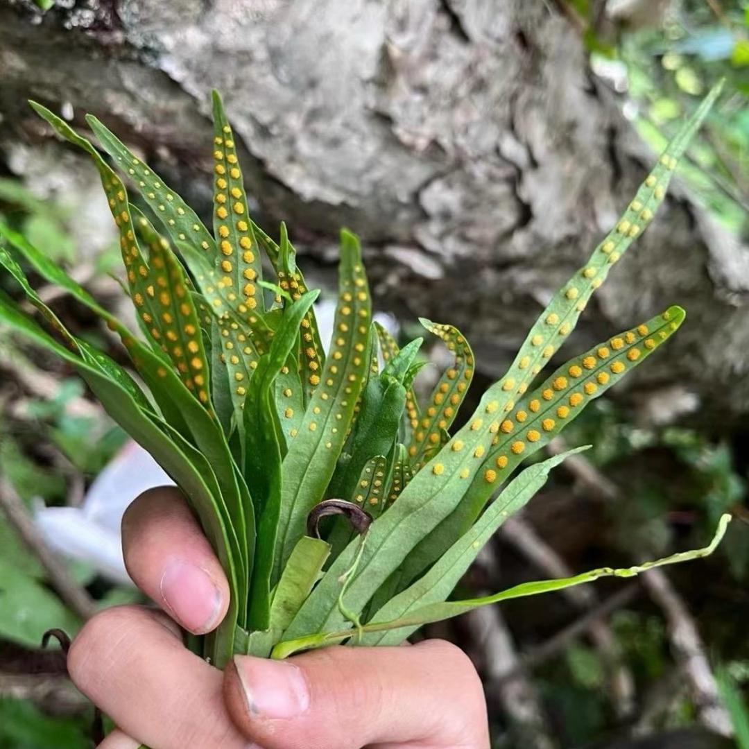 @雪长白山山货