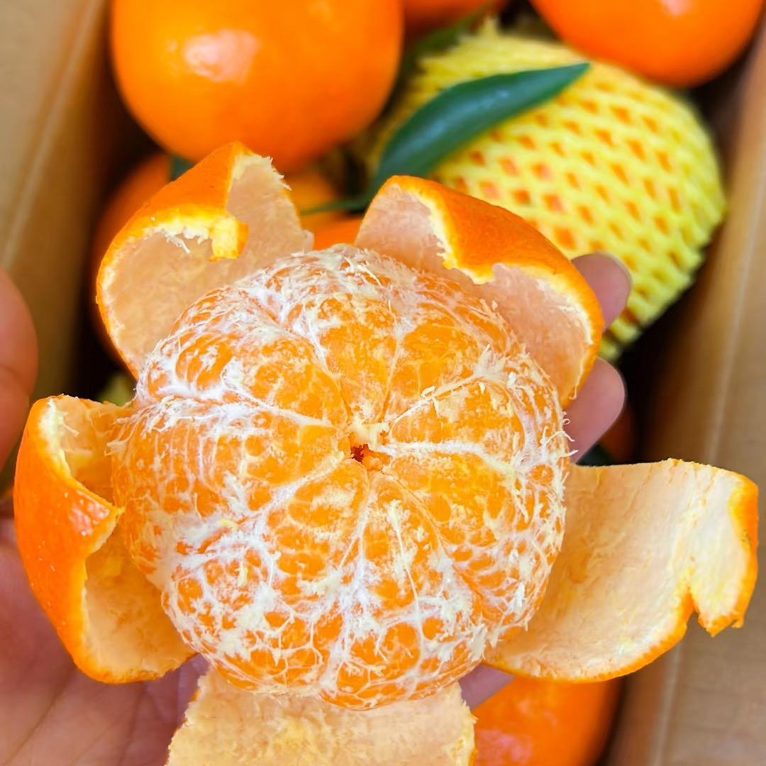 岭南鲜果～武鸣沃柑