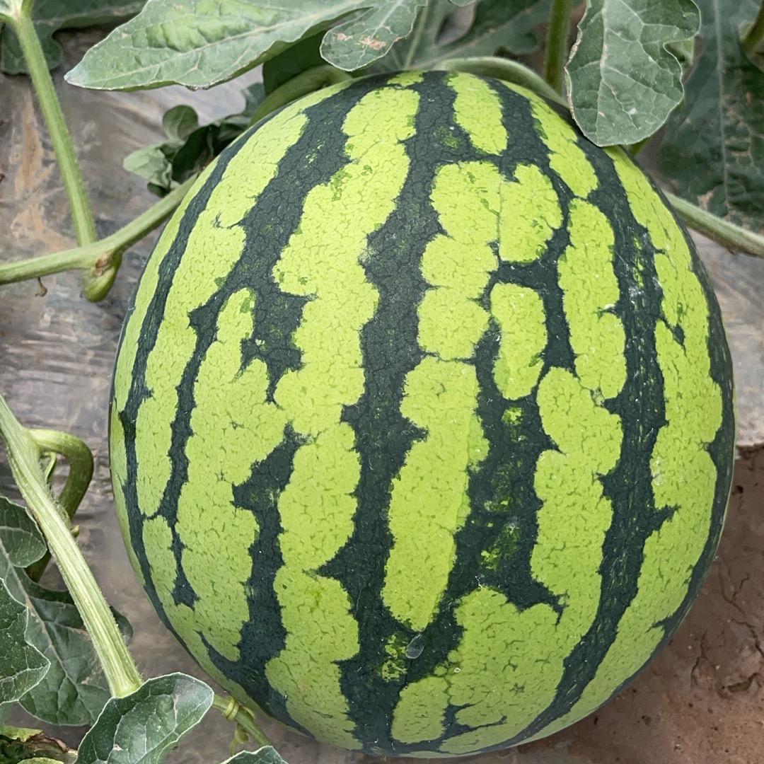 宁夏4 K美多种植