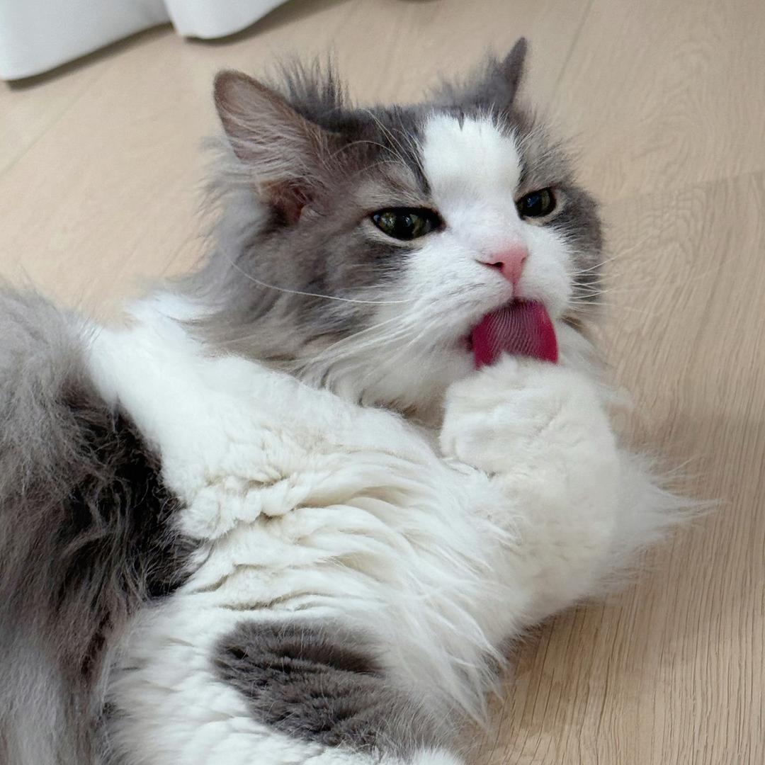 芝芝仙贝