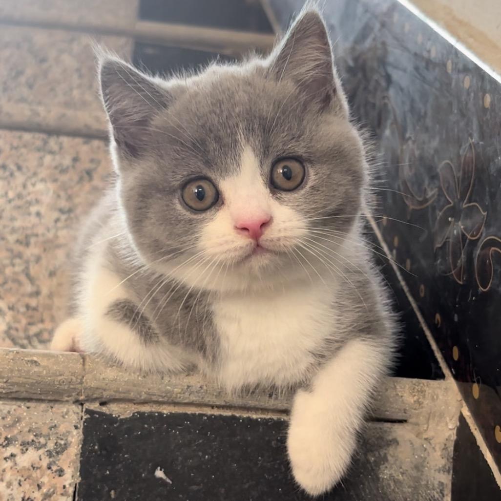🐾小点点🐈
