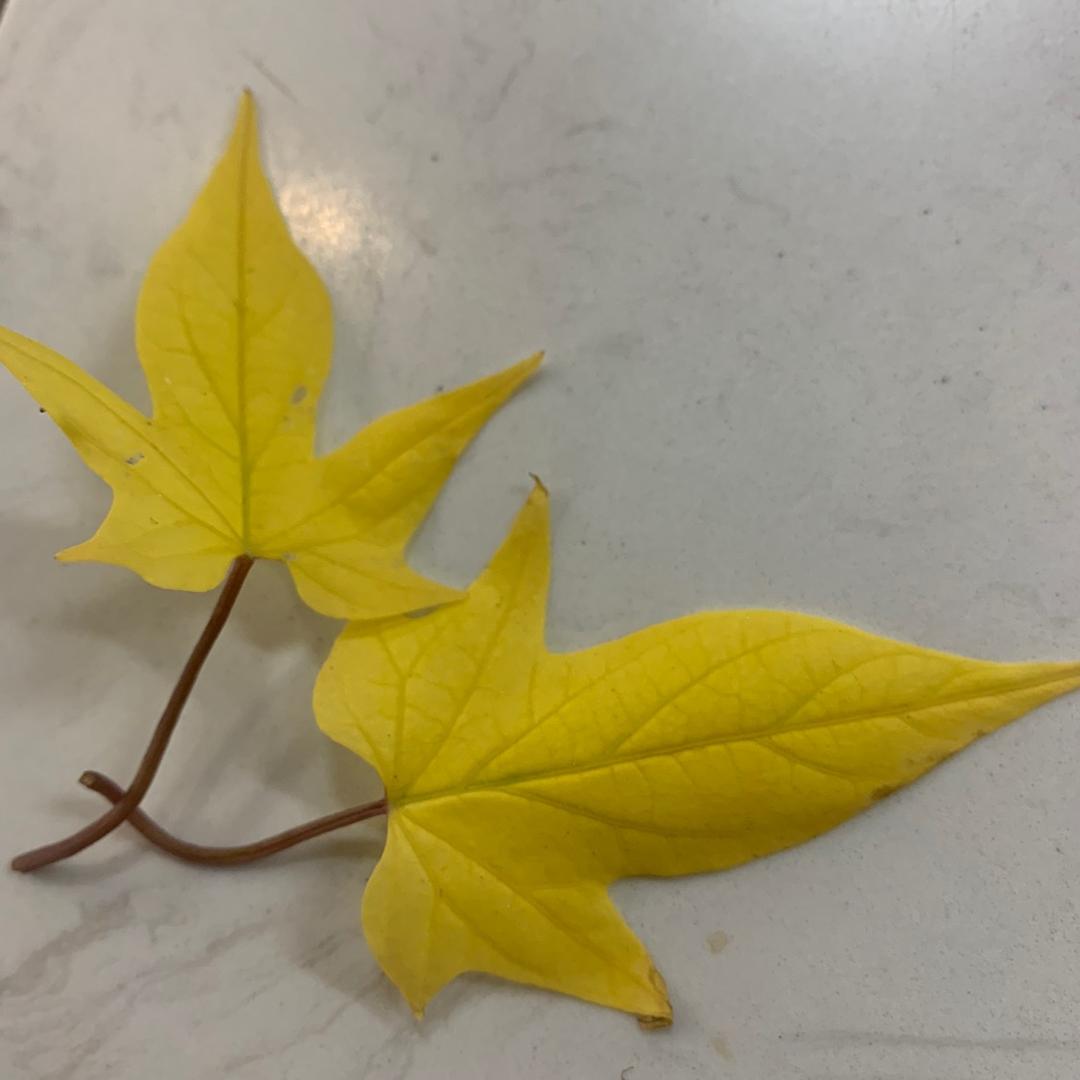 一杯淡茶贺贺有名