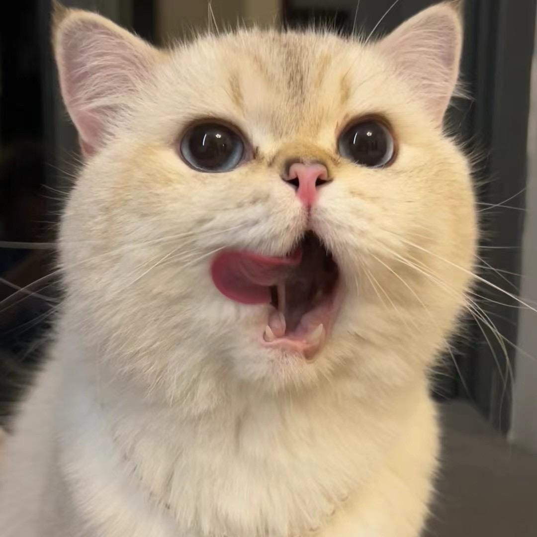 轰炸大鱿鱼
