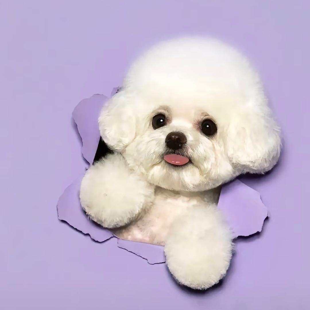 飞快的乌龟