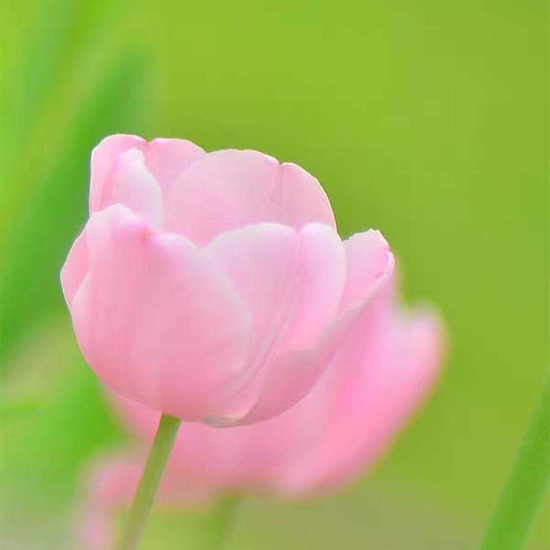 莉
