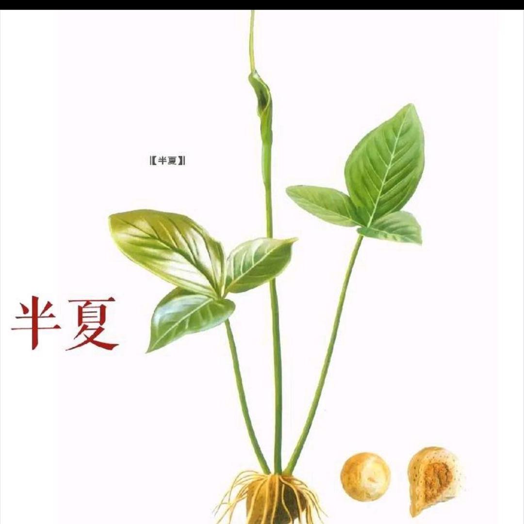 半夏