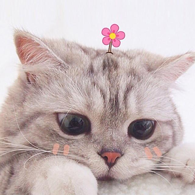 🌸花儿。