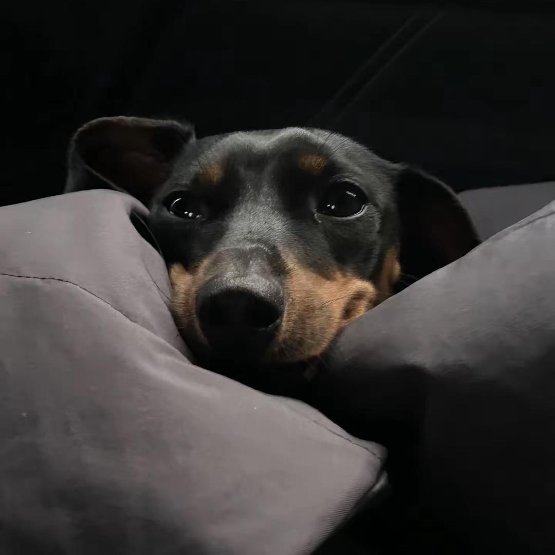 爱喝皮皮🍺🍺