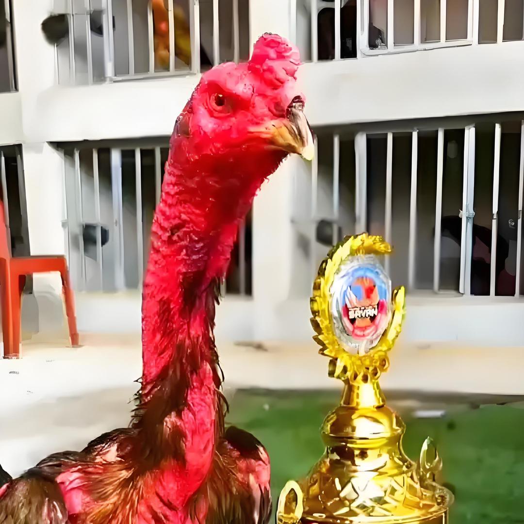 龙哥功夫斗鸡