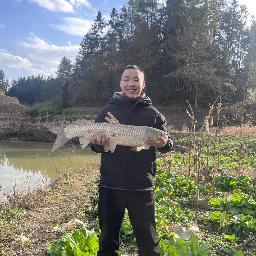 AAA土鸡蛋批发王哥