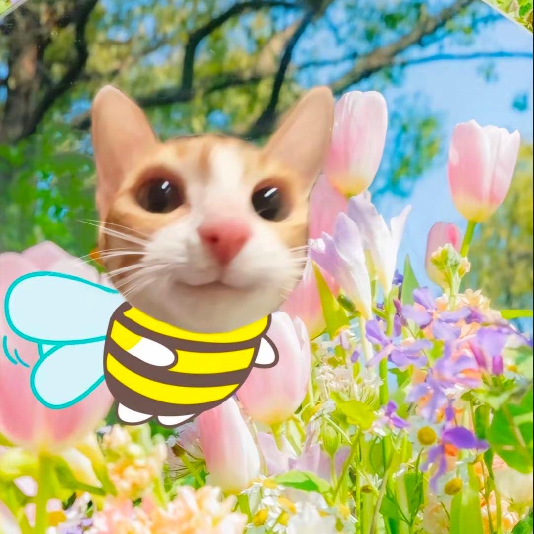 AAA猪仔批发丁哥