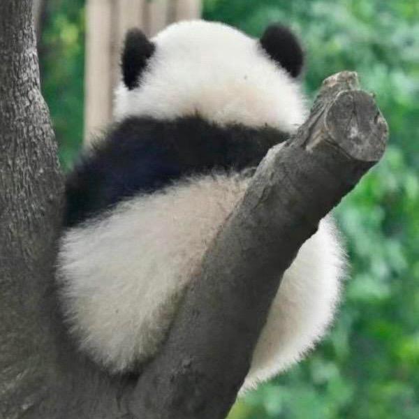 果赖🐼