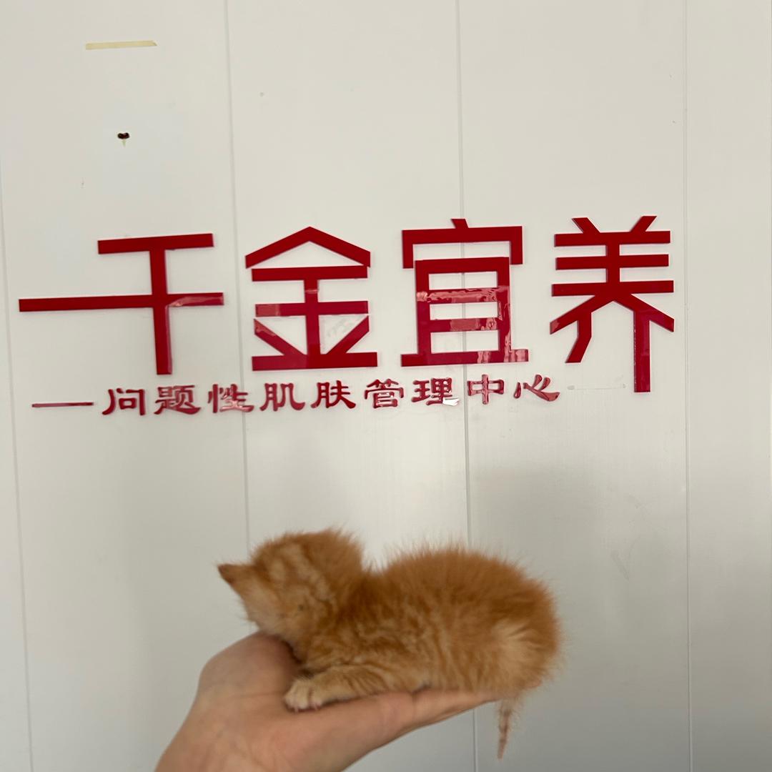 千金宜养（日常号）