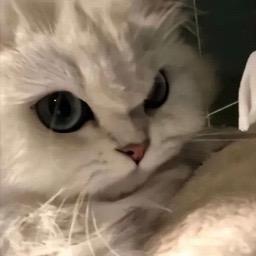 小娇妻