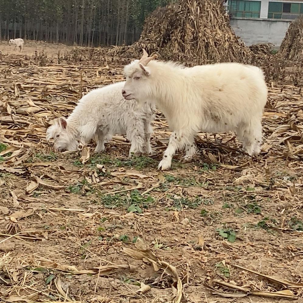 易山易水原生态小农场